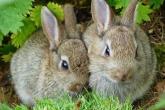Creşterea iepurilor de casă este o &icirc;ndeletnicire profitabilă