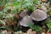 Specialiştii &icirc;n sănătatea publică atenţionează populaţia privind pericolul sporit de intoxicare cu ciuperci