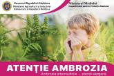 Inspecția pentru Protecția Mediului Dubăsari &icirc;ndeamnă cetățenii și autoritățile să prevină răsp&acirc;ndirea ambroziei