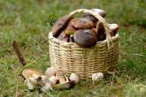 Ciupercile: mai există pericol de intoxicaţii